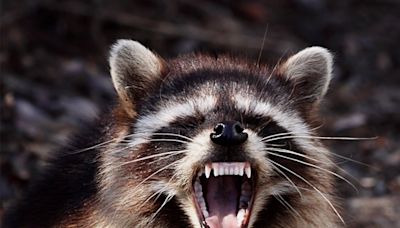 Rabid raccoon found, killed in Monongalia County