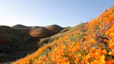 Super Bloom begins: Walker Canyon poppy fields closed as safety precaution