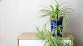 5 Ways to Propagate a Spider Plant