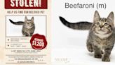 Reward offered for return of stolen kitten ‘Beefaroni’ from Clarksville PetSmart