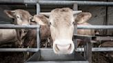 Las exportaciones de ganado vivo se dispararon en 2023
