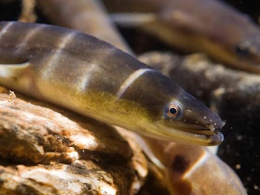 Hallaron una anguila americana en el río Kansas después de una década