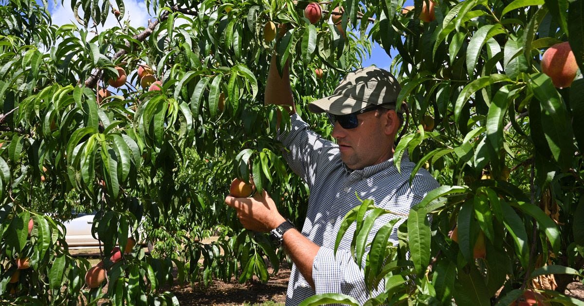 Get your Georgia peach fix: After a disastrous 2023, a ‘bumper’ crop is on the way