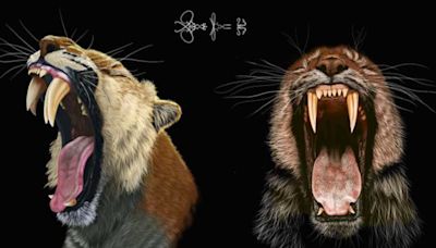 Saber-toothed tigers' skulls reveal how they grew their fangs