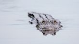 VIDEO: Nothing is safe from the jaws of an alligator, not even a sheriff's marine unit drone