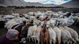 India: Pastores de Ladakh laboran para salvar su futuro