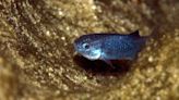 Endangered Devils Hole pupfish population reaches 25-year high