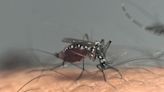 Santa Clara County to eradicate potentially lethal mosquito species