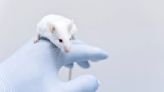 Científicos retrasan el envejecimiento en ratones al transfundirles sangre joven