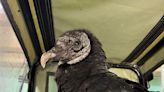 Vulture struck by car in Newington