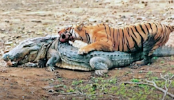 Watch Bengal Tigers Eat a Huge Crocodile