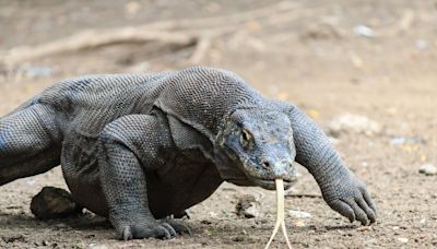 Komodo Dragons Flaunt Iron-Tipped Nightmare Teeth, Scientists Discover