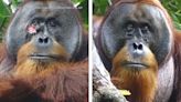 Wild orangutan uses medicinal plant to treat wound, scientists say