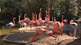 Why do flamingos stand on one leg? | ECOVIEWS