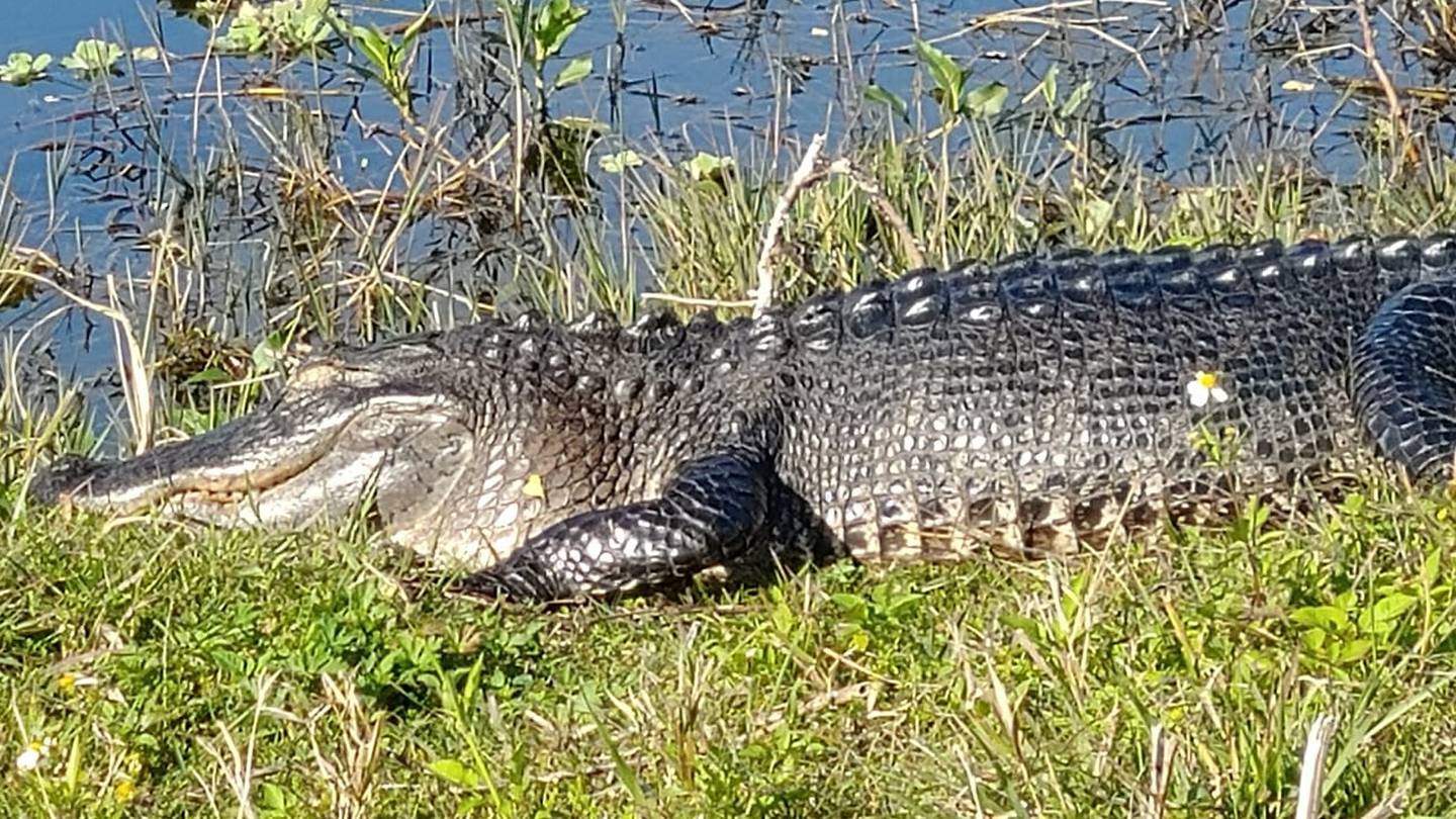 Hook, line and sinker: Alligator snatches fish from line of fly-fishing teen