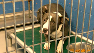 Area animal shelter facing overcrowding crisis as adoptions decrease