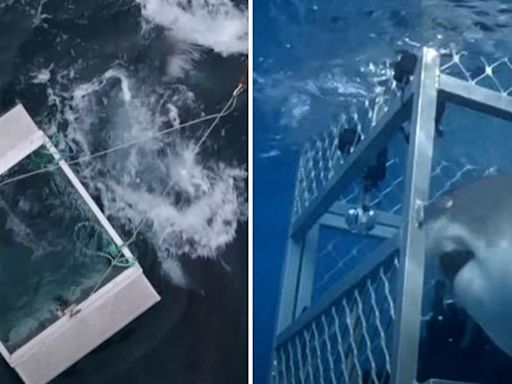 Viewers shaken as huge great white shark bursts through TV star's cage