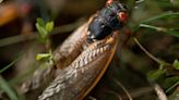 Trillions of cicadas to emerge across US 'in biggest invasion in centuries'