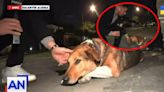 Periodista se confió de perro que daba lástima y terminó llevándose sorpresa al aire en TV