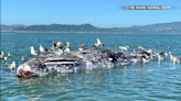 Large gray whale washes ashore in Richmond harbor