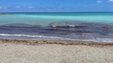 Sargassum plumes return to the Treasure Coast