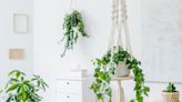 To Trail or To Climb? You Choose With the 25 Best Indoor Hanging Plants