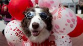 Is your dog getting Valentine? You're not alone in treating canine like family. | Opinion