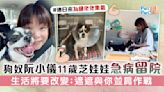 狗奴阮小儀11歲芝娃娃急病留院 生活將要改變：遮遮與你並肩作戰