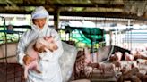 Highly antibiotic-resistant MRSA in pigs ‘can jump to humans’