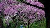 When it comes to deciduous trees, bald is beautiful