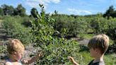 Blueberry season is earlier than ever. Here some local farms where you can pick your own