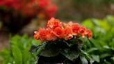 Begonias Are a Beautiful Addition to Any Garden—Here’s How to Grow and Care for Them