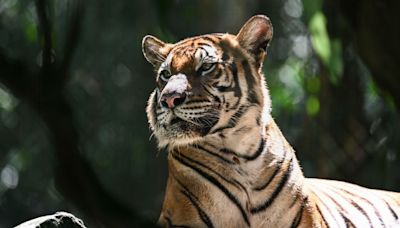 Malayan tiger teeters on ‘brink of extinction’ as spate of deaths sparks alarm