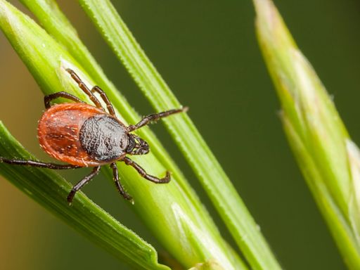 It's Tick Awareness Week. What to know about the diseases they carry, how to prevent bites