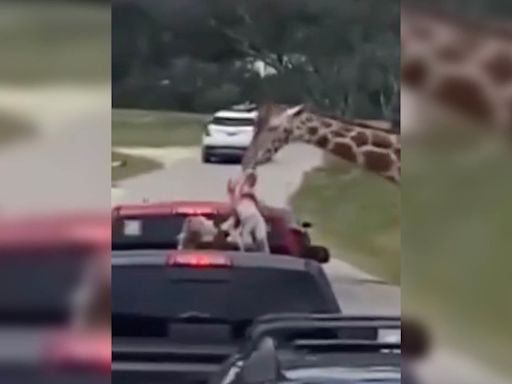 Drive-thru wildlife park changing rules after giraffe incident