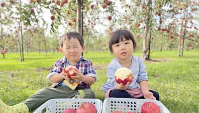 北海道私房秘境低碳綠色遊正夯 深川市７月採櫻桃看夏祭 | 蕃新聞