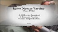 Pfizer Working on Lyme Disease Vaccine