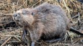 Return of beavers and water voles among five reasons to be cheerful about nature