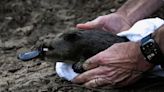 Platypus returns to Australia’s oldest national park for first time in over 50 years