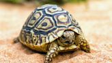Pet Tortoise's Helpful Enrichment Ideas Have Reptile Lovers Taking Notes