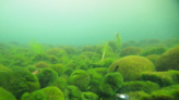 Climate change threatens ‘fluffy’ algae balls with extinction