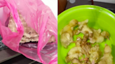 Kedah homestay owner now proud dad to 13 ducklings after guests leave behind carton of eggs (VIDEO)