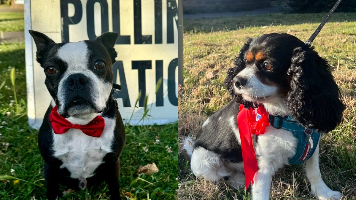 Dogs rock bows and rosettes at polling stations on election day