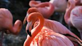 East Africa's 'soda lakes' are rising, threatening their iconic flamingos