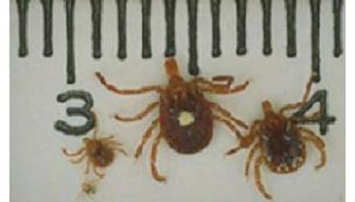 Emory researchers have mapped lone star tick locations in Georgia