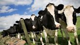 El duro oficio de producir leche en la Argentina