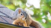 Alpha Wildlife Launches Comprehensive Squirrel Removal Services for Nashville Residents