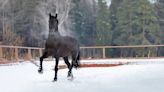 Moment Horse Realizes His Best Buddy Is Waiting for Him Is Full of Joy