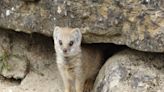 10 cute pictures show new arrivals in wildlife park baby boom