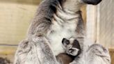 Ring-tailed lemur born at Michigan zoo for third-straight year